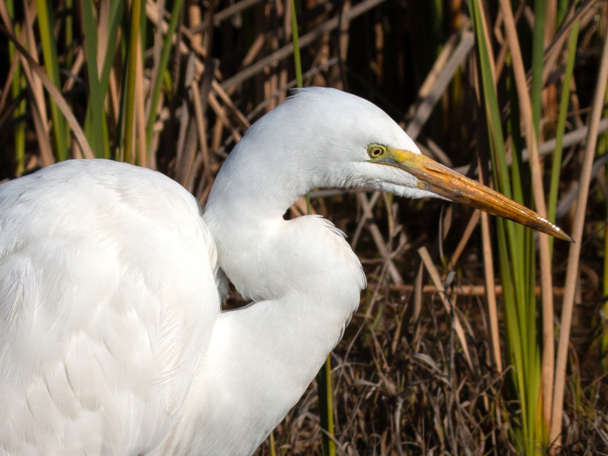 Great Egret