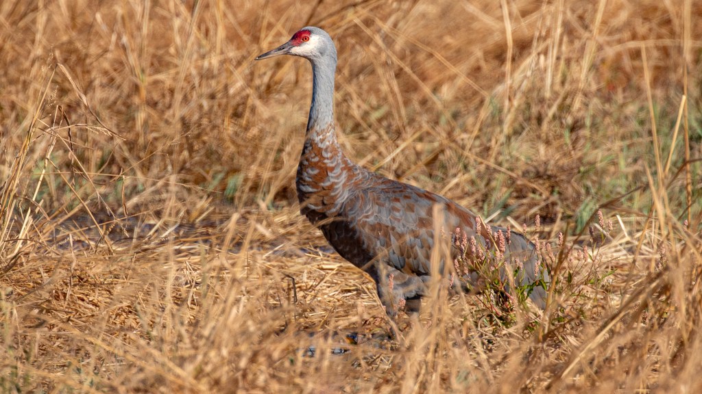 Sandhill Crane (SASK)