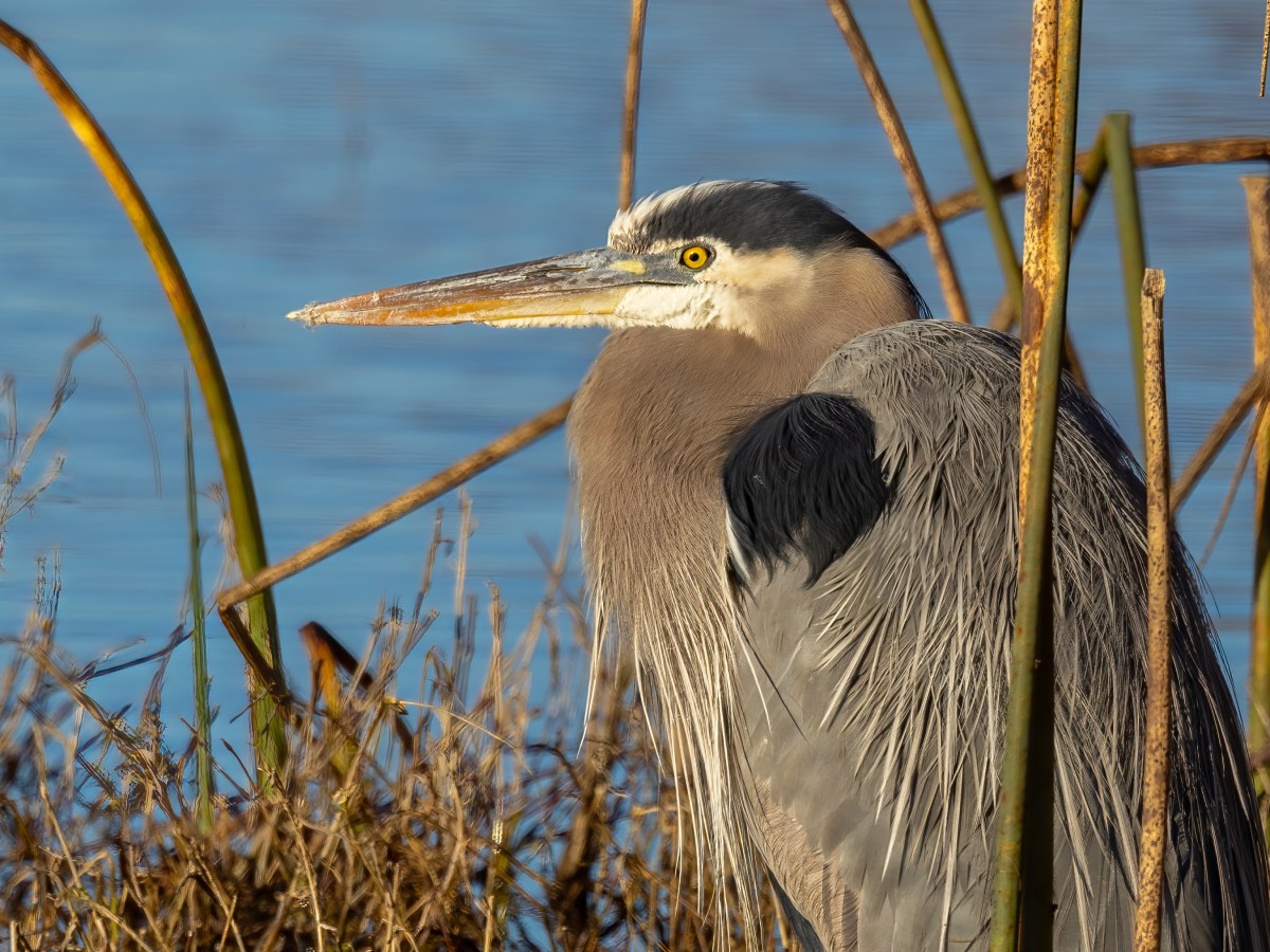 Great Blue Heron&nbsp;(CVB)