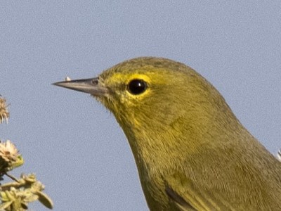 Orange-crowned Warbler
