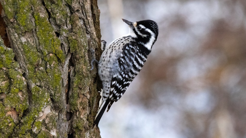 Nuttall’s Woodpecker