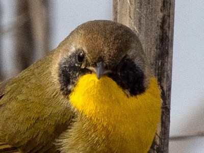Common Yellowthroat