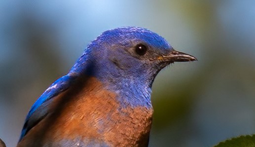Western Bluebird (VALLEY)