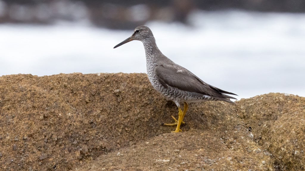 Wandering Tattler