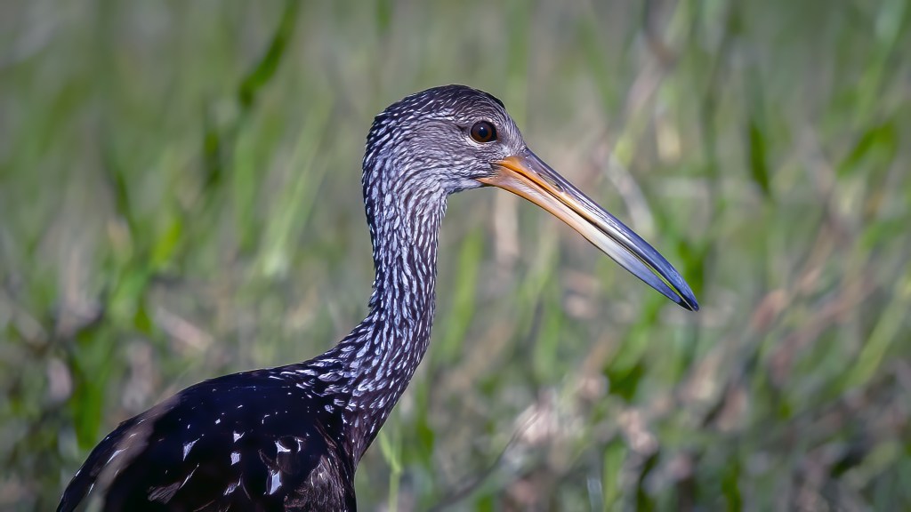 Limpkin