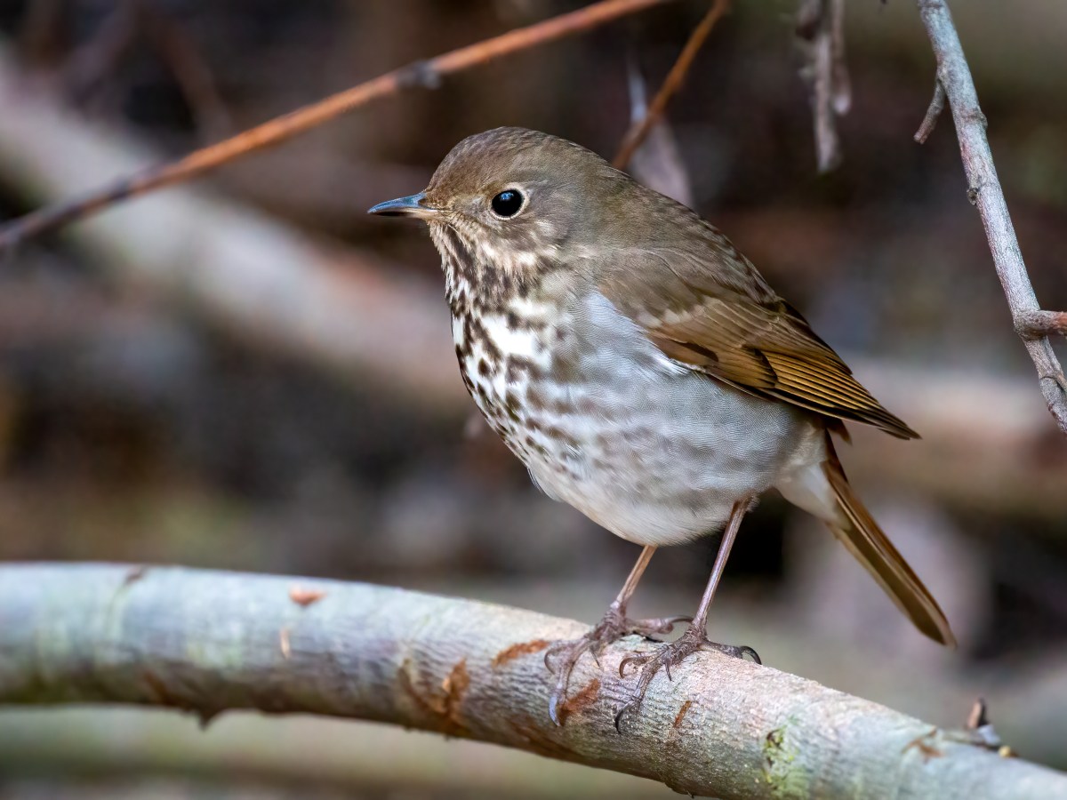 Hermit Thrush