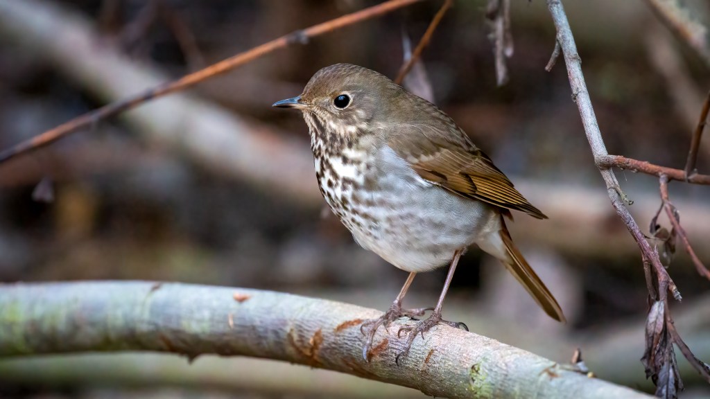 Hermit Thrush