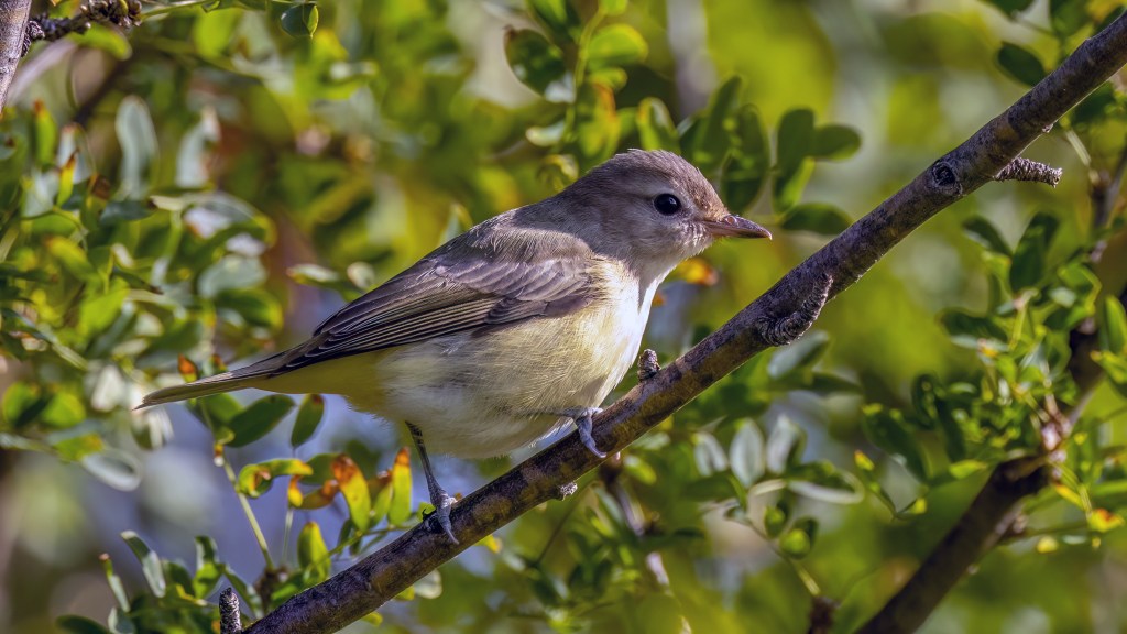 Warbling Vireo (SASK)