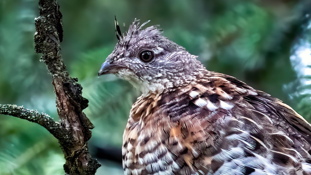 Ruffed Grouse (SASK)
