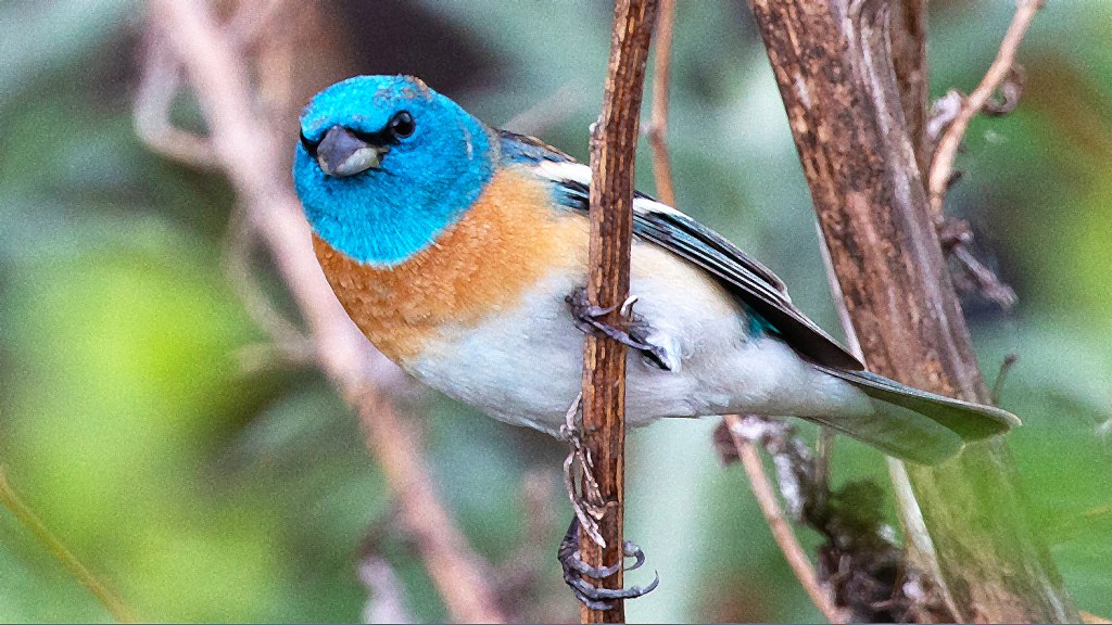 Lazuli Bunting