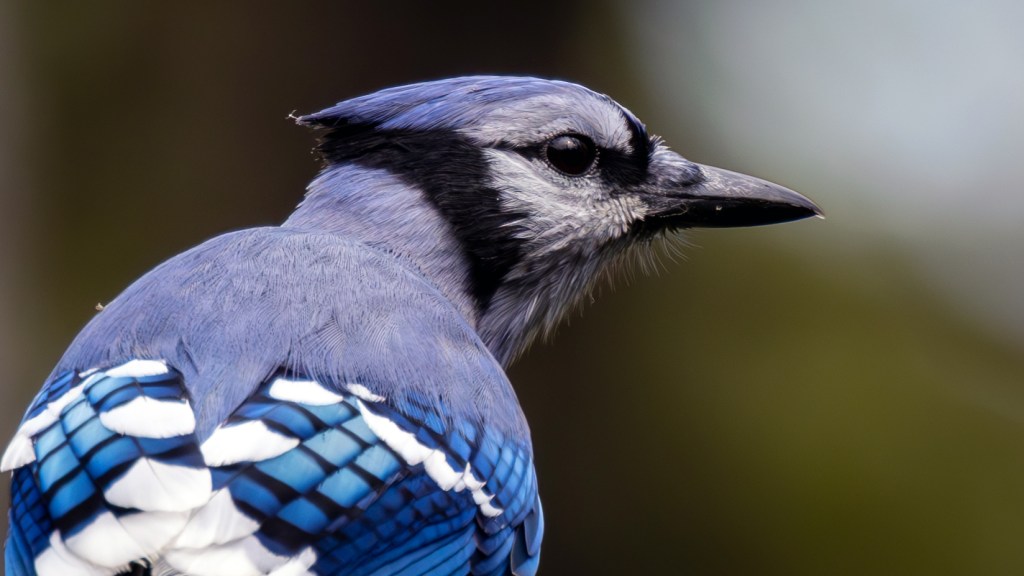 Blue Jay (SASK)