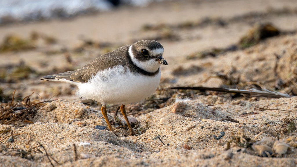 Semipalmated Plover