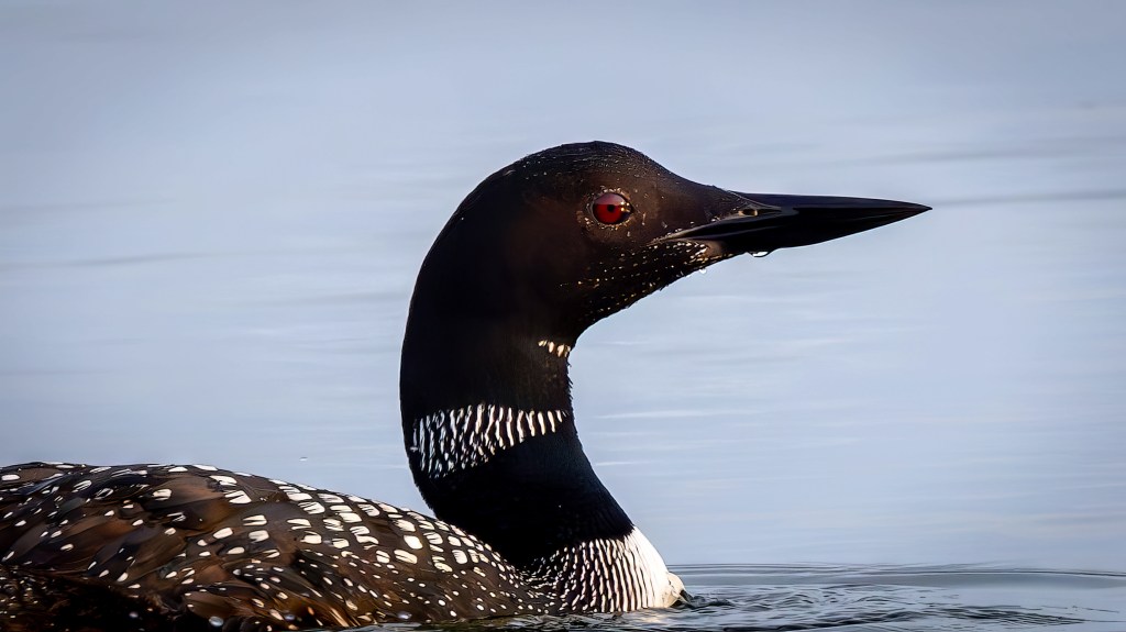 Common Loon (SASK)