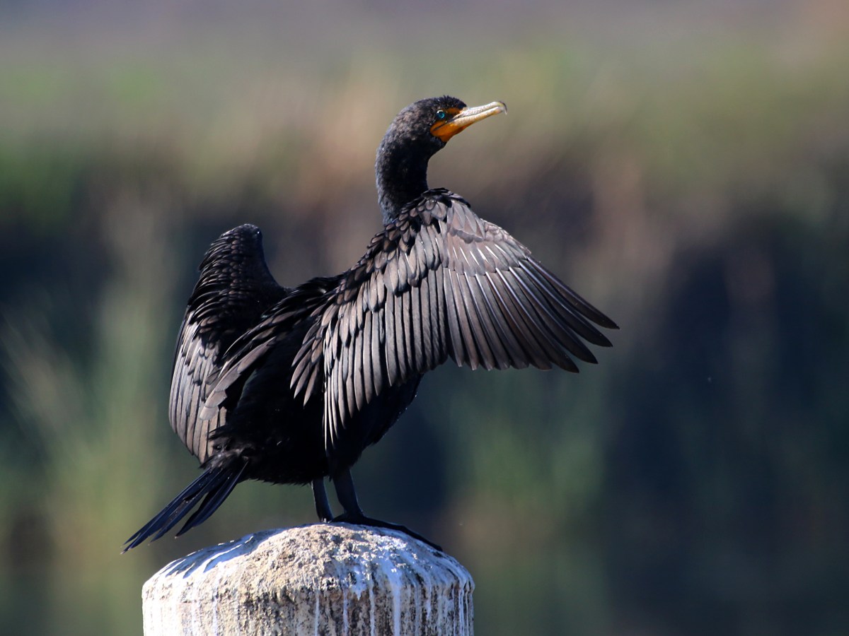 Double-crested Cormorant (CVB)