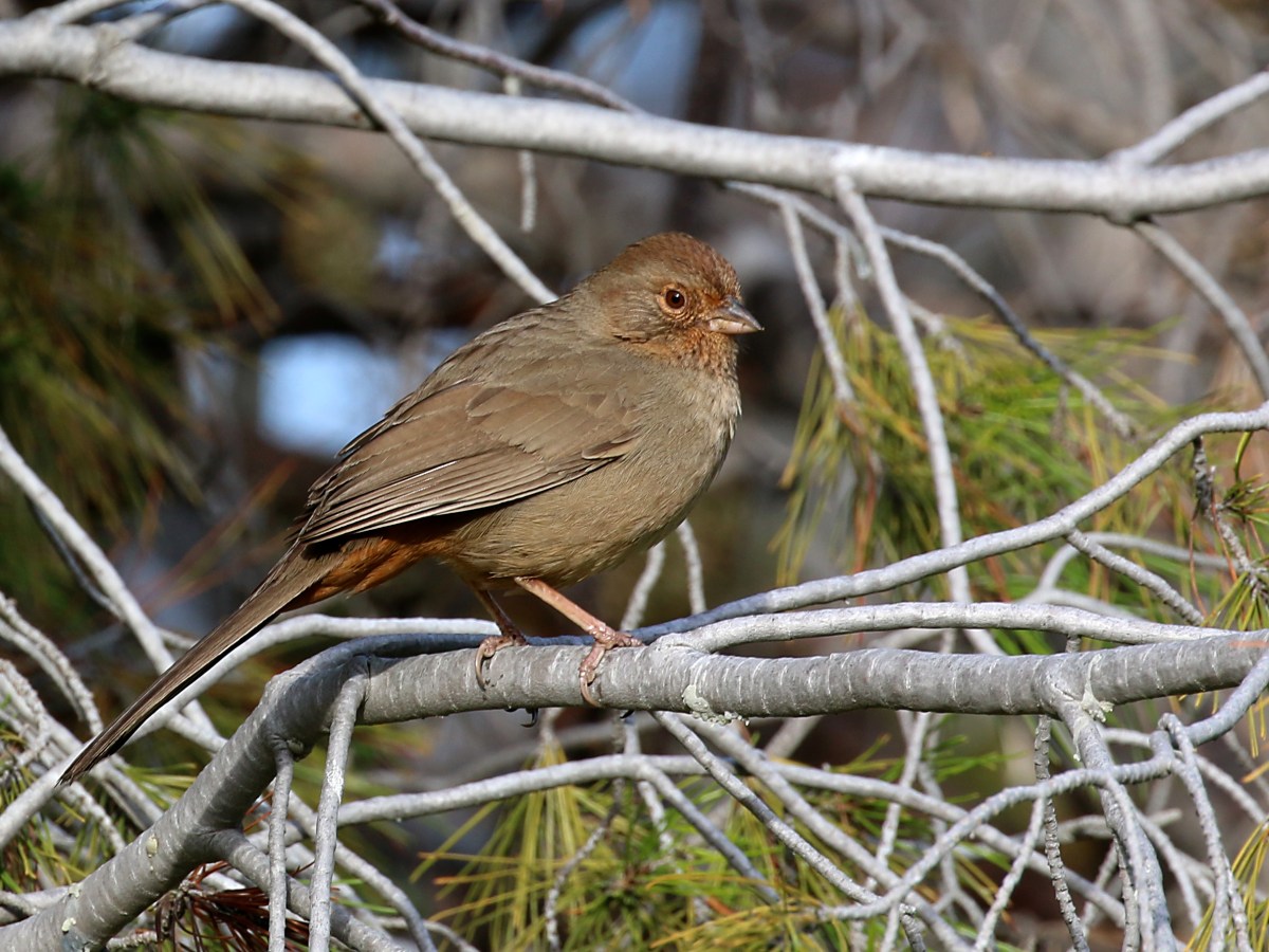 California Towhee