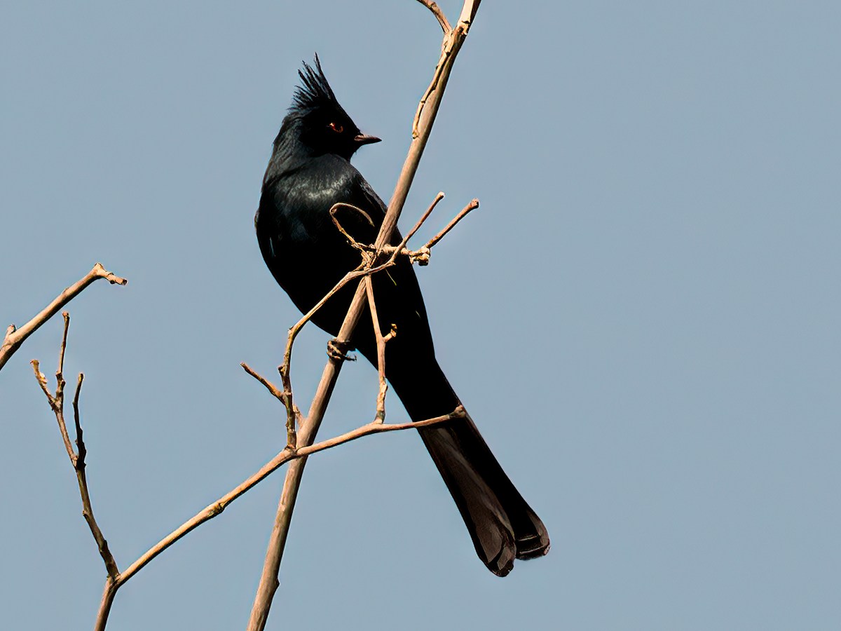 Phainopepla