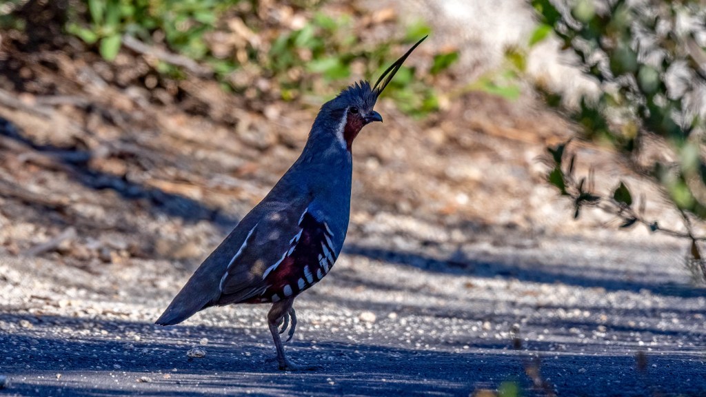 Mountain Quail (SIERRA)