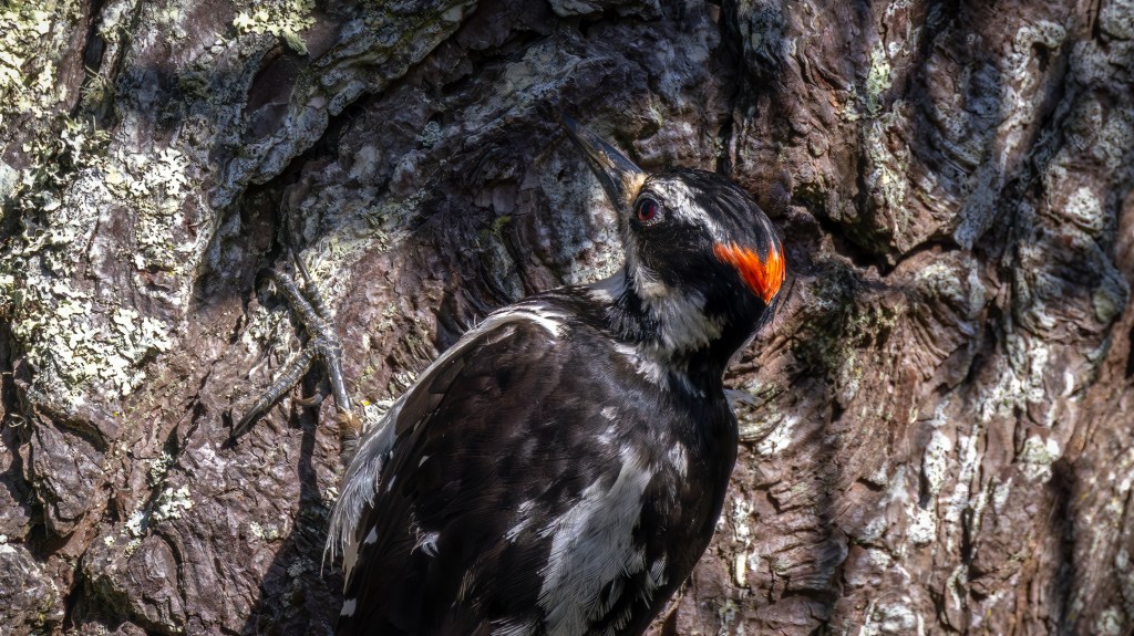 Hairy Woodpecker (SIERRA)
