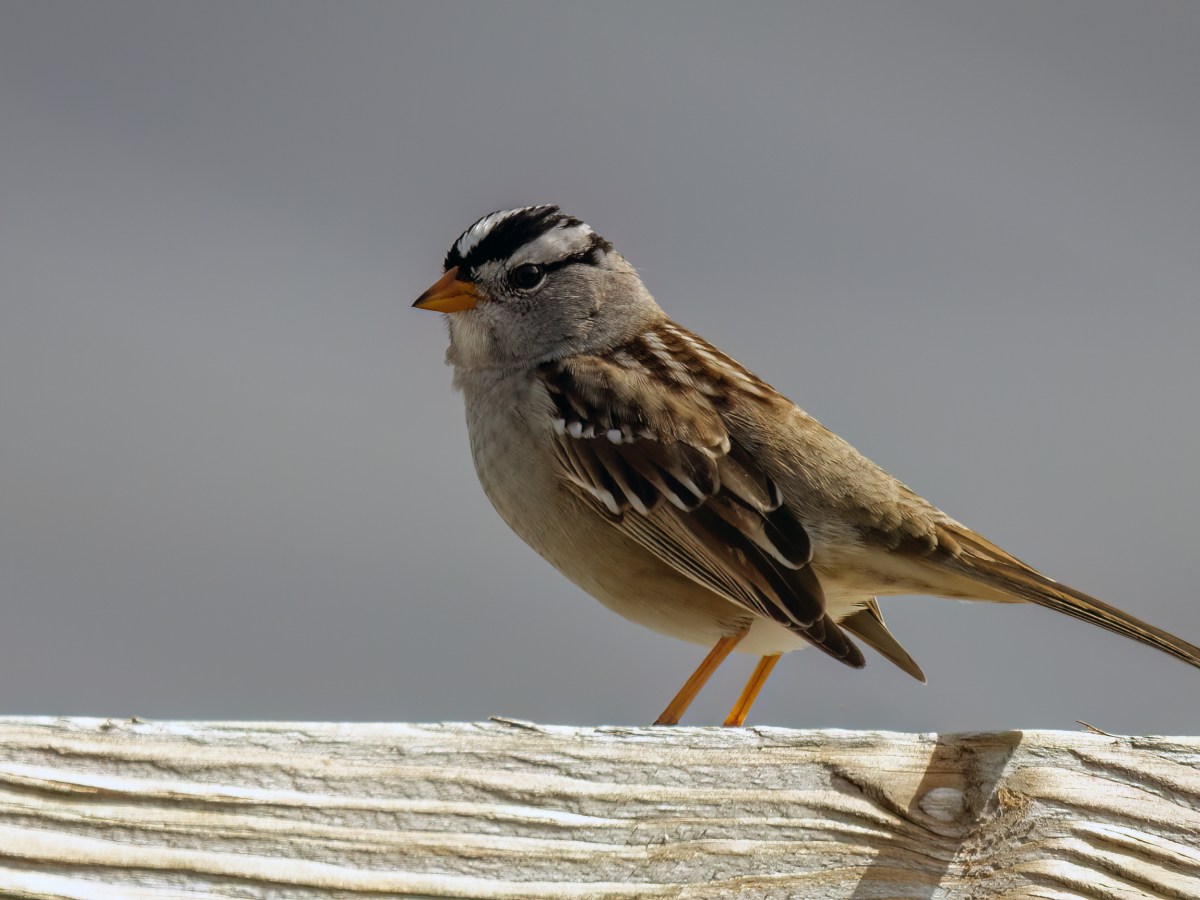 White-crowned Sparrow
