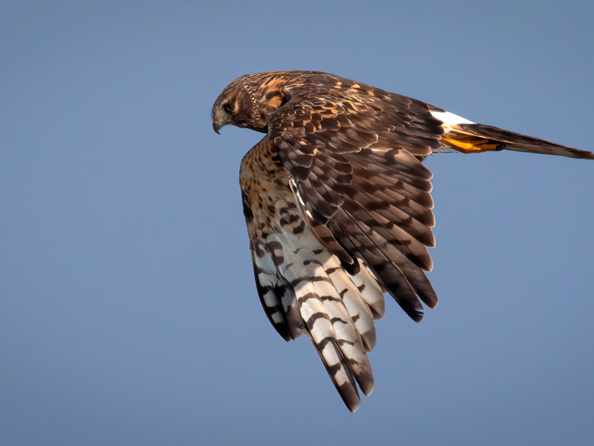 Northern Harrier