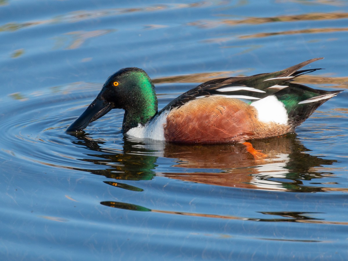 Northern Shoveler