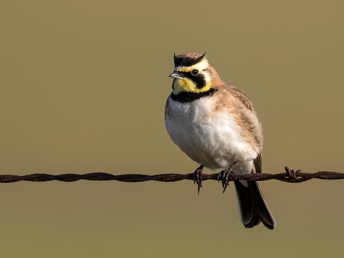 Horned Lark