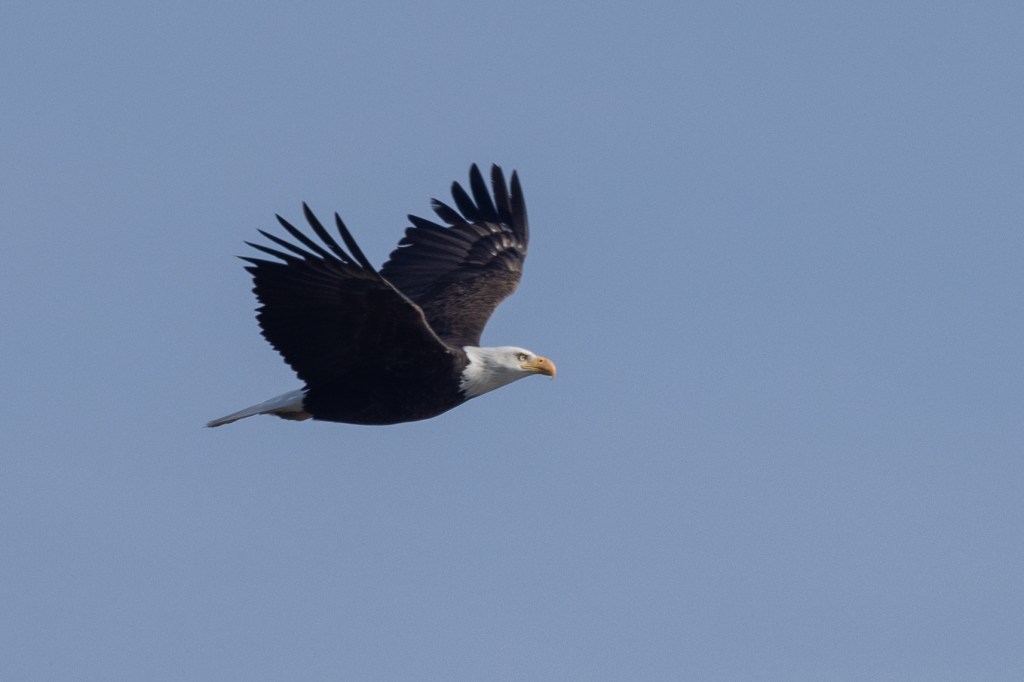 Bald Eagle (SIERRA)