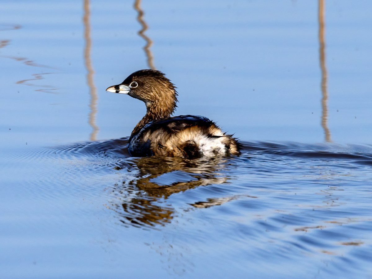 Pied-billed Grebe