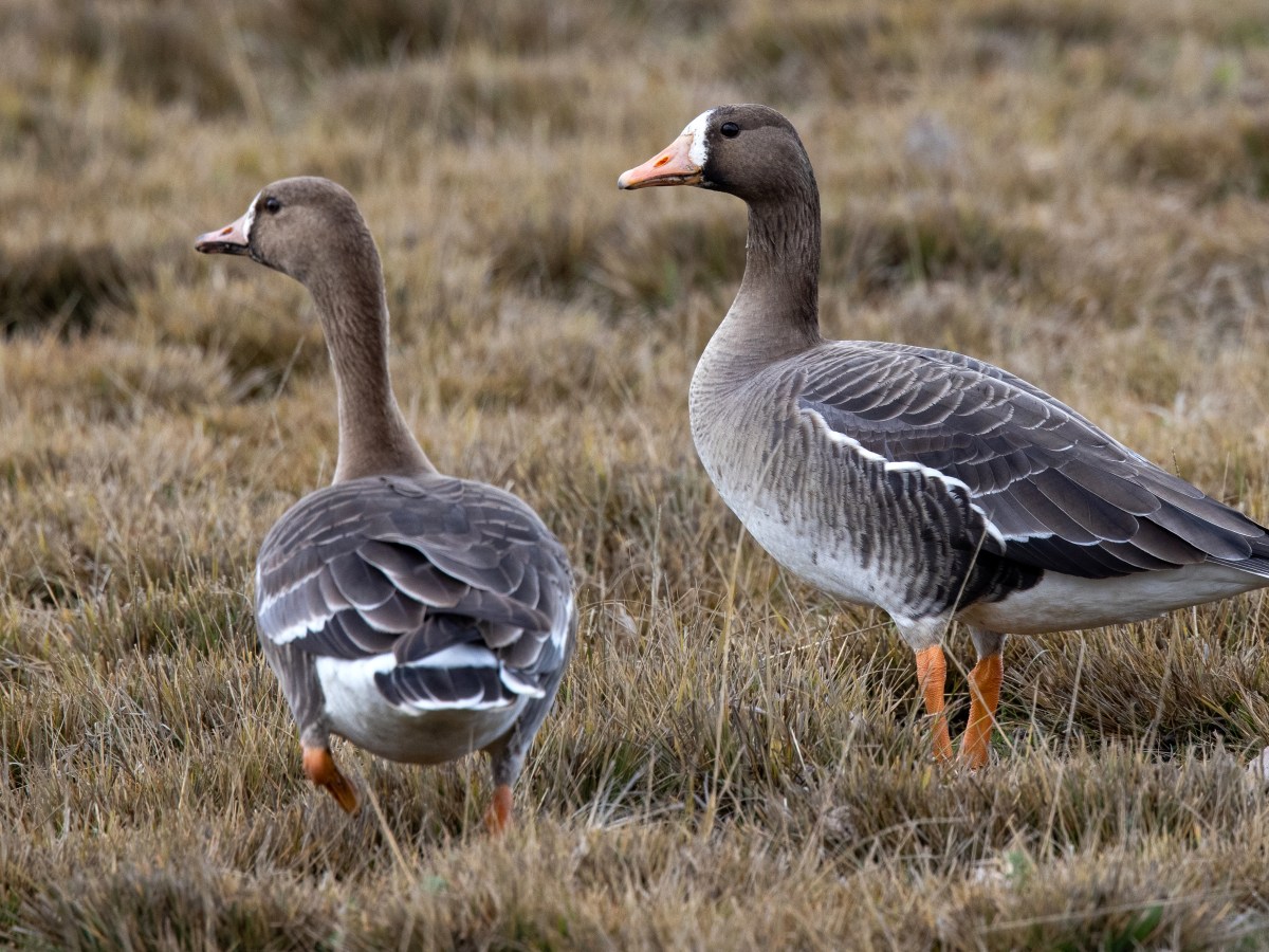 Greater White-fronted Goose&nbsp;(CVB)