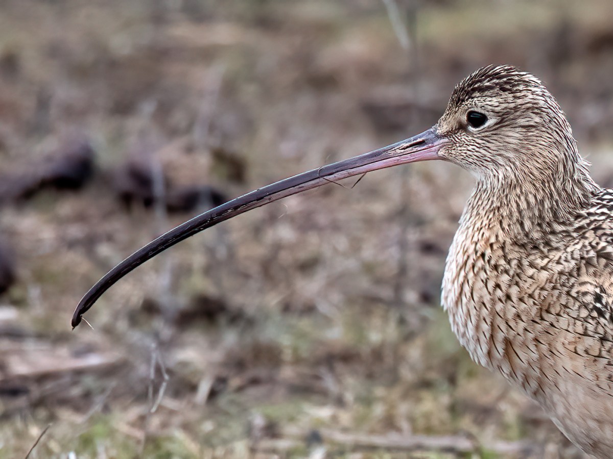 Long-billed Curlew (CVB)
