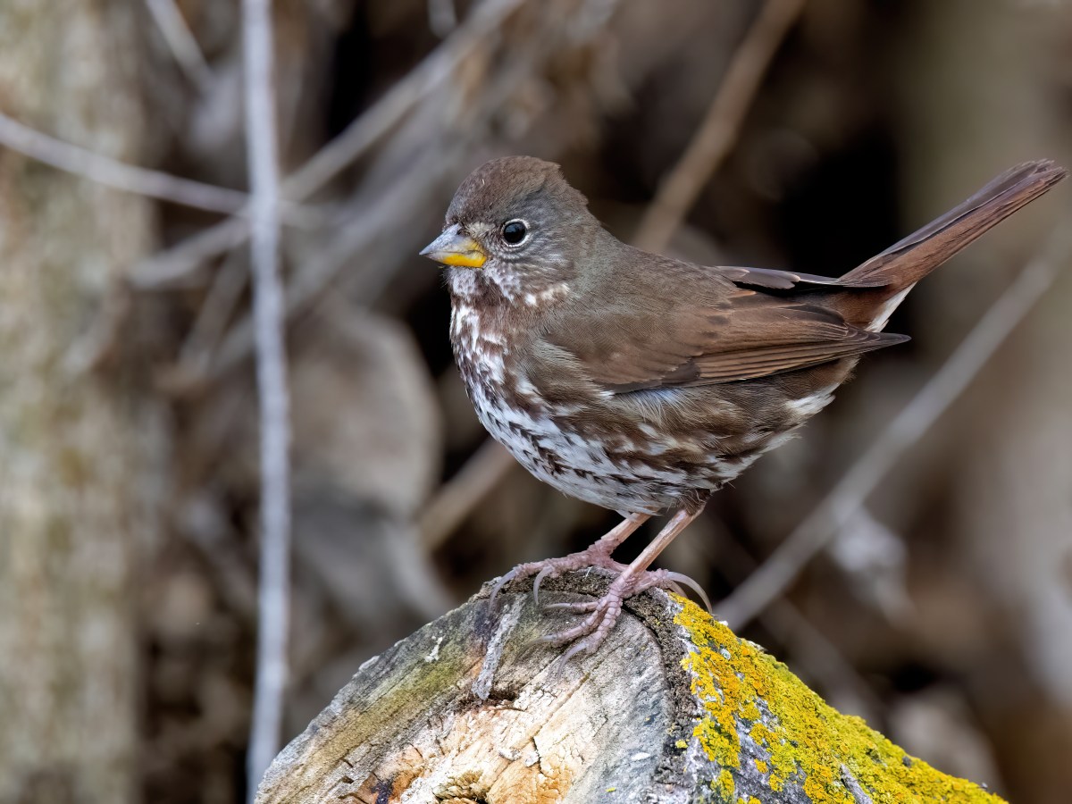 Fox Sparrow (CVB)