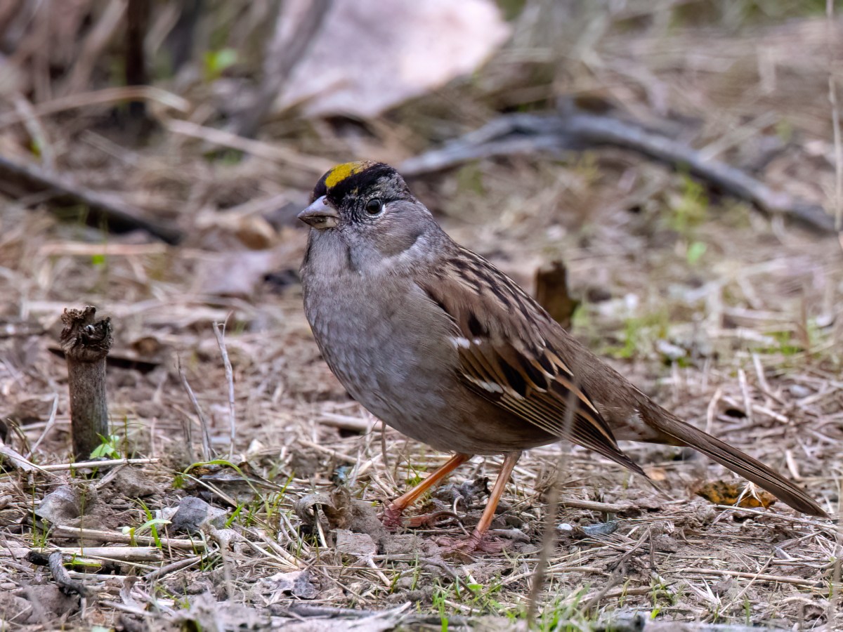 Golden-crowned Sparrow (CVBirds)