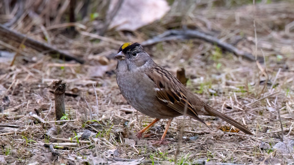 Golden-crowned Sparrow (CVBirds)