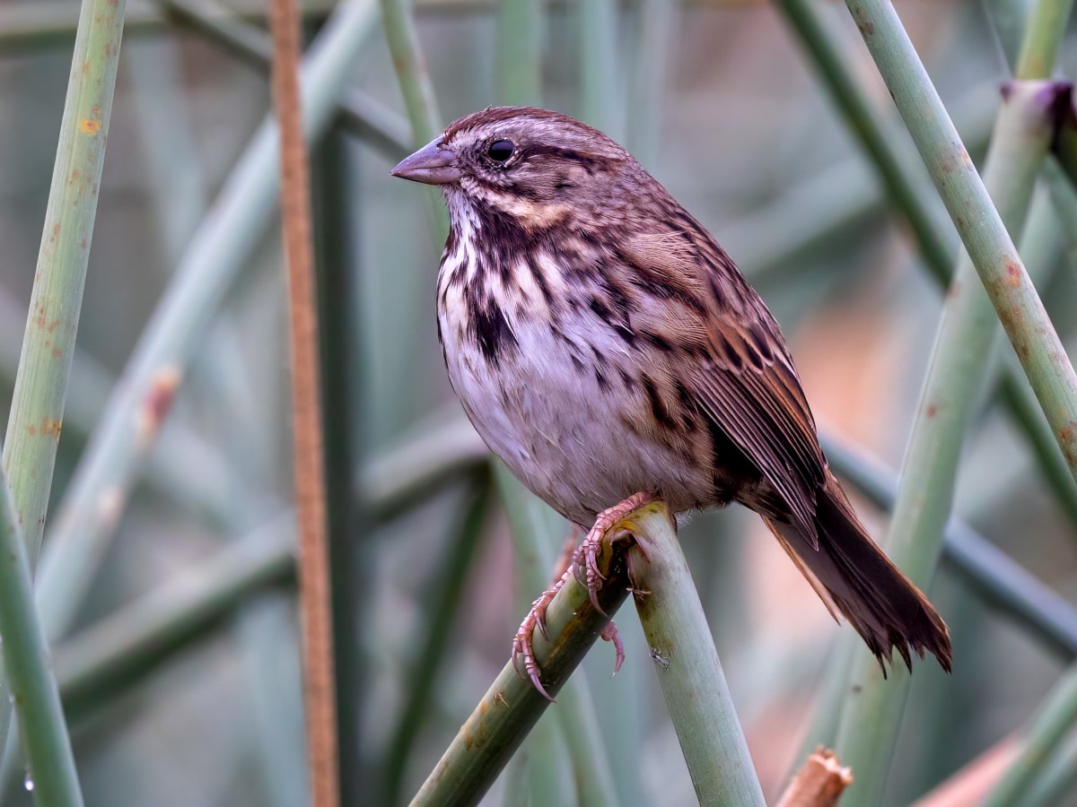 Song Sparrow