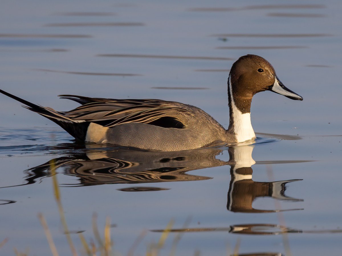 Northern Pintail