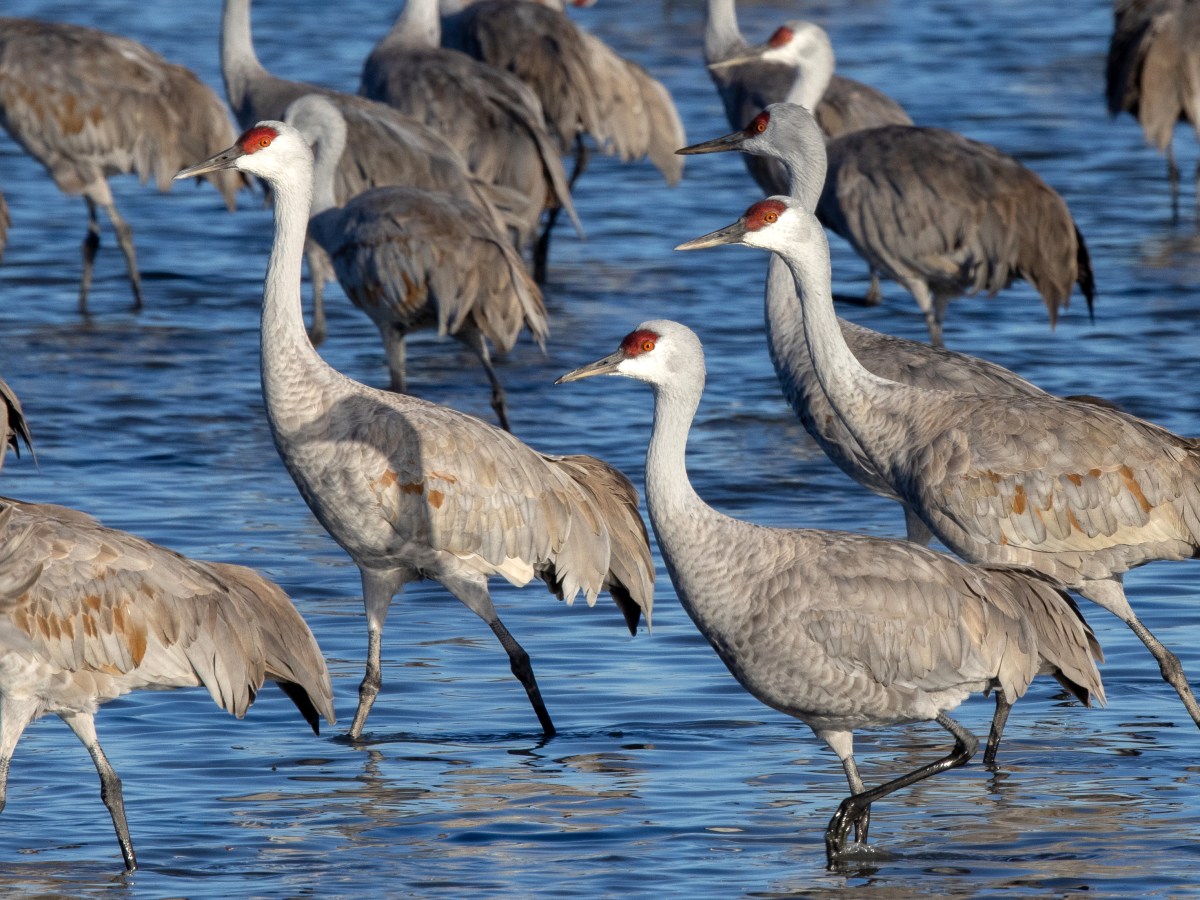 Sandhill Crane