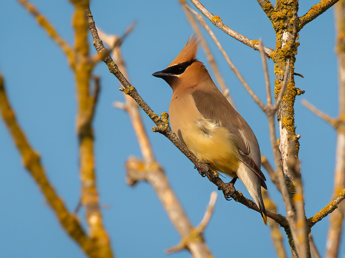 Cedar Waxwing