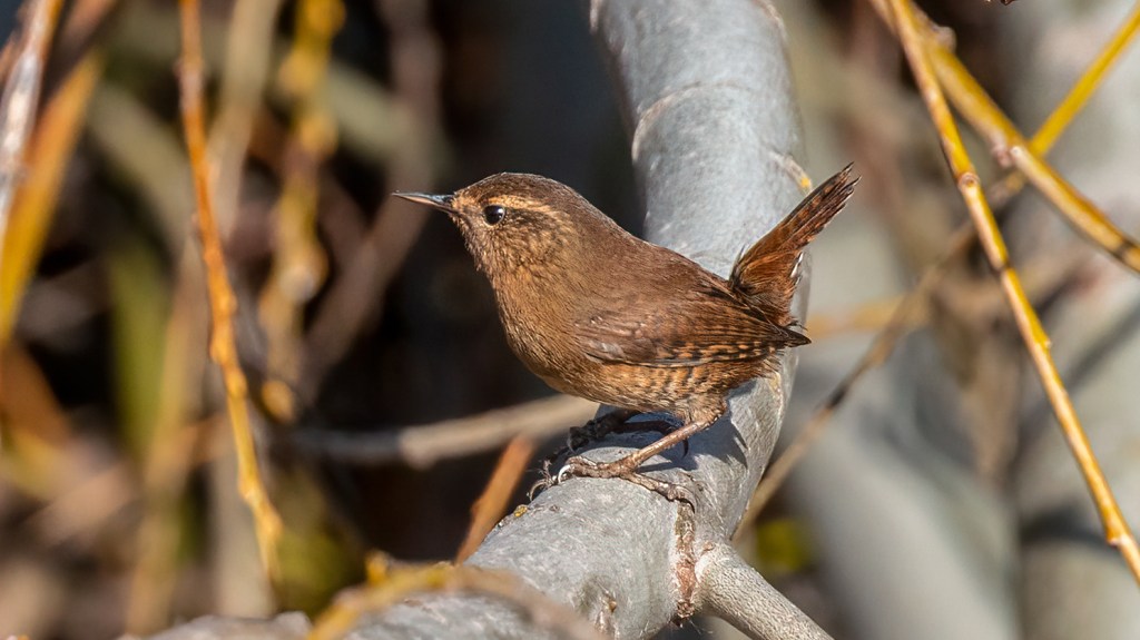 Pacific Wren (SIERRA)