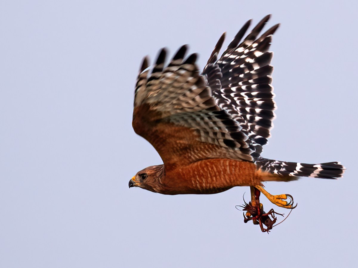 Red-shouldered Hawk (CVB)