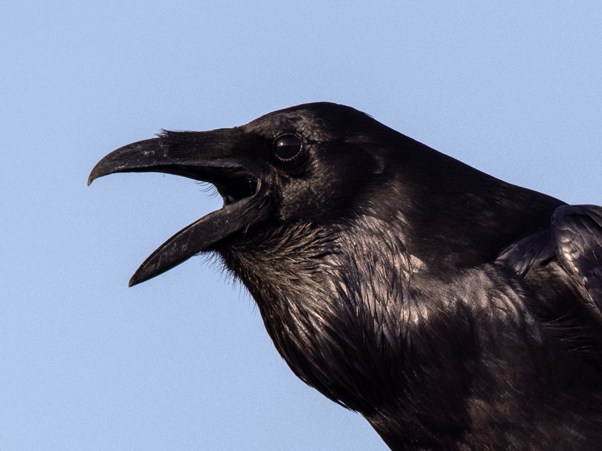Common Raven (CVB)