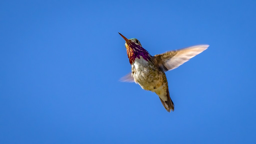 Calliope Hummingbird (SIERRA)