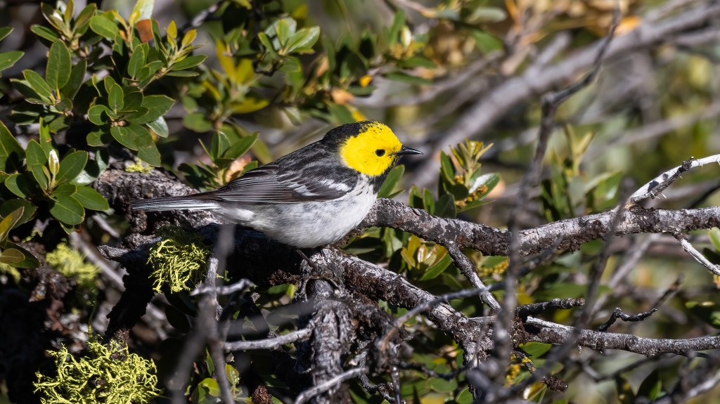 Hermit Warbler