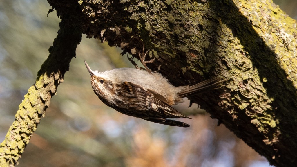 Brown Creeper