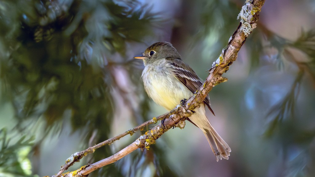 Western Flycatcher (Pacific-slope)