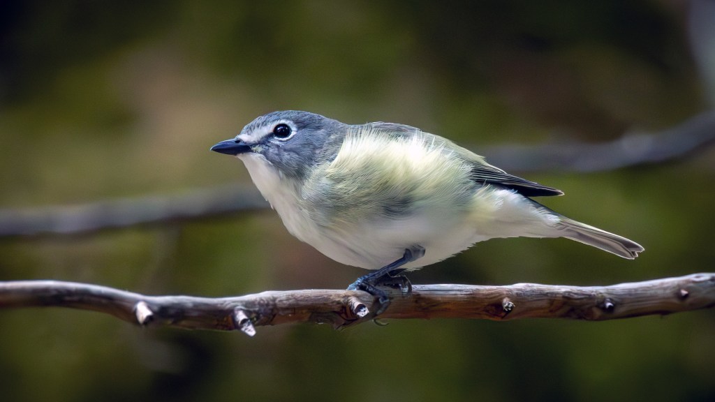 Cassin’s Vireo