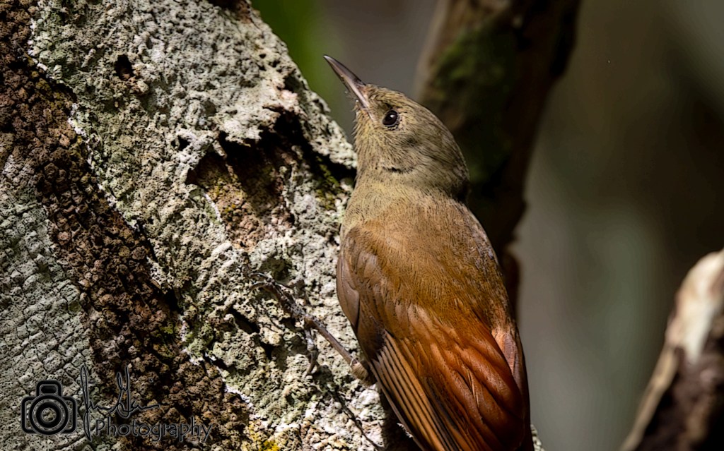 Lifer 665 – Olivaceous&nbsp;Woodcreeper