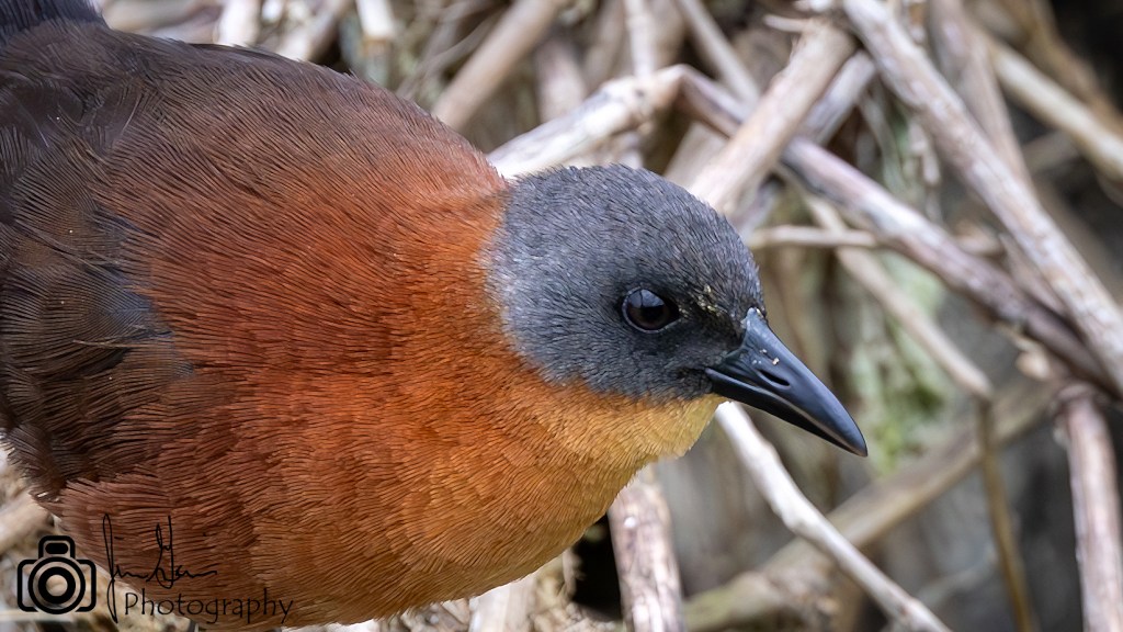 Lifer 673 – Ruddy&nbsp;Crake