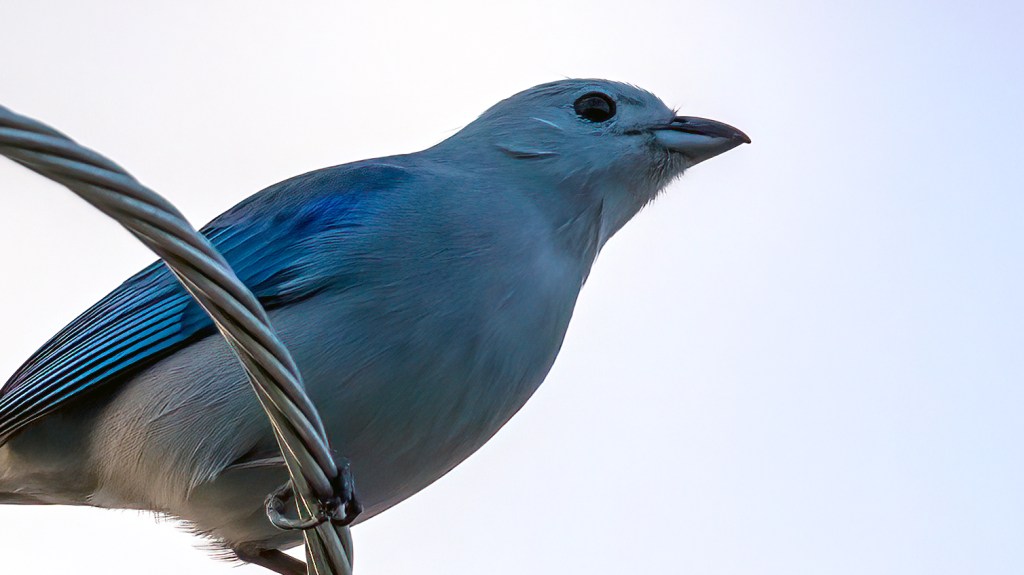 Lifer 646 – Blue-gray&nbsp;Tanager