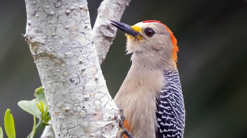 Lifer 630 – Yucatan&nbsp;Woodpecker