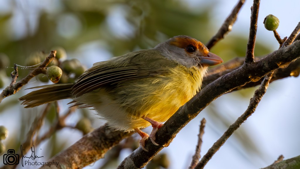 Lifer 656 – Rufous-browed&nbsp;Peppershrike
